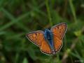 Lycaena alciphron (Büyük Morbakırgüzeli)